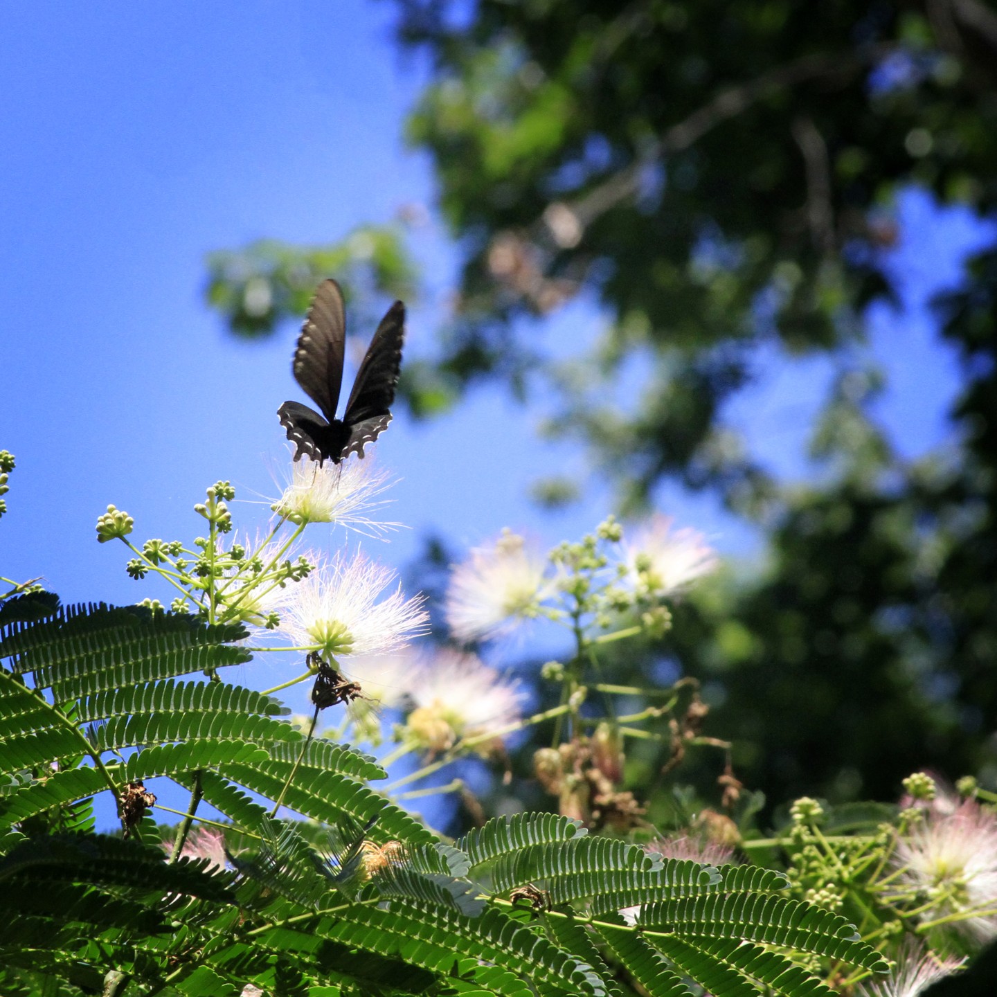 Butterfly Tree