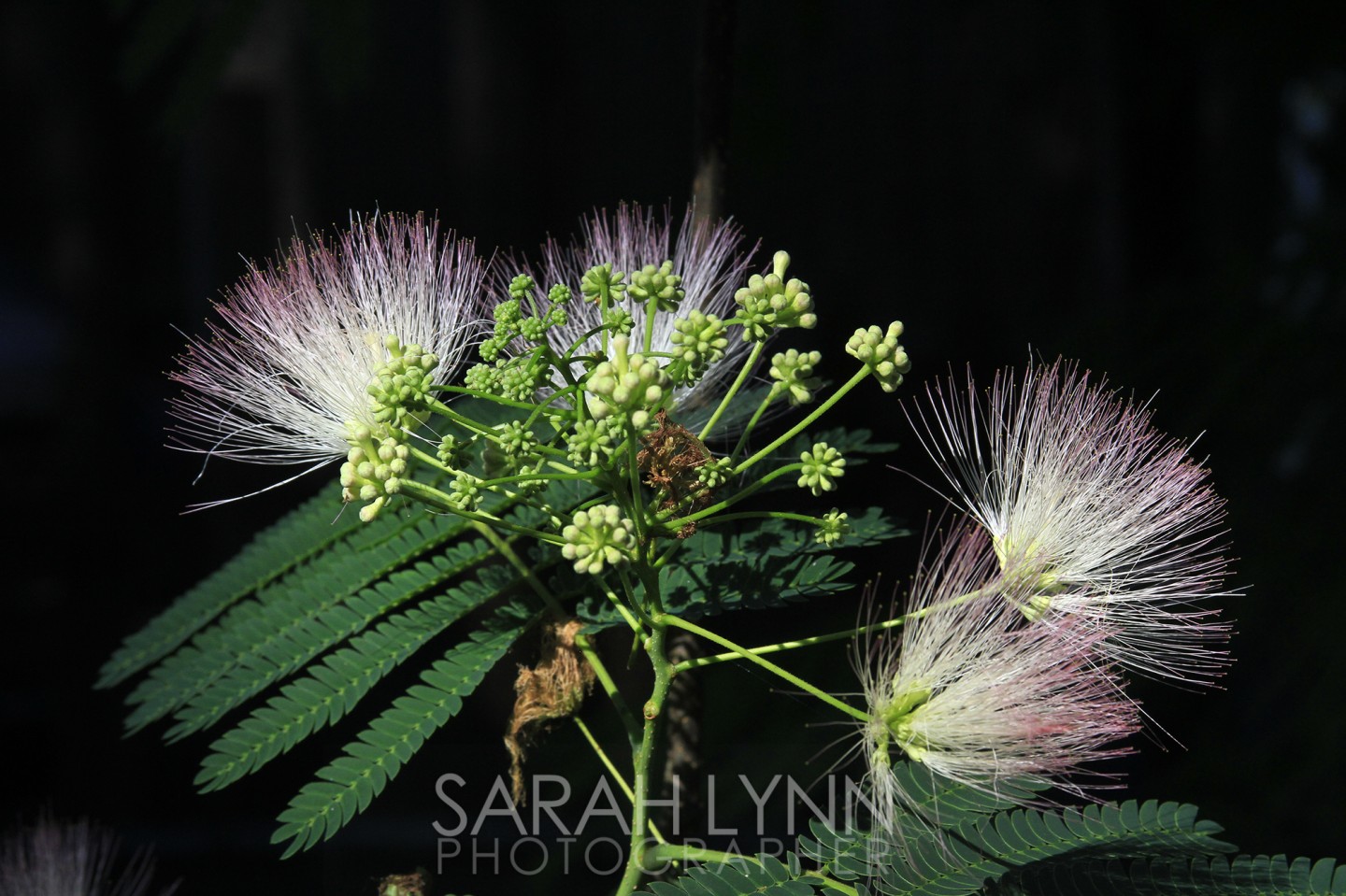 Mimosa fuzzies dark